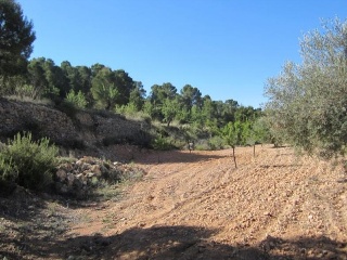 PARAJE SOPAIRE Y CAÑADA DE LA LEÑA. POL.3 - PARC. 2223 8
