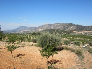 PARAJE SOPAIRE Y CAÑADA DE LA LEÑA. POL.3 - PARC. 2223 9