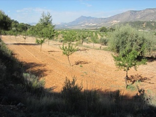 PARAJE SOPAIRE Y CAÑADA DE LA LEÑA. POL.3 - PARC. 2223 10