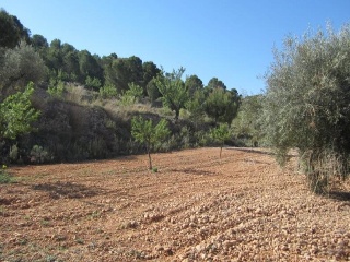 PARAJE SOPAIRE Y CAÑADA DE LA LEÑA. POL.3 - PARC. 2223 12