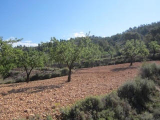 PARAJE SOPAIRE Y CAÑADA DE LA LEÑA. POL.3 - PARC. 2223 13