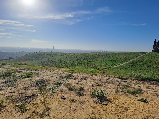 FINC DIVINA PASTORA. PARAJE MONTELIRIO POLR 1 PRC 5