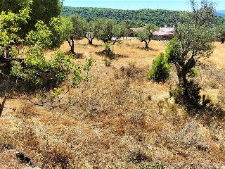 LARGA 8