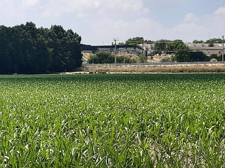 HUERTA DE ABAJO TIERSA Y LONGUERA 12