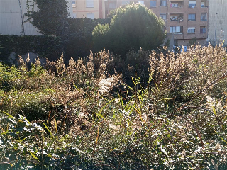 SORELL DEL 5