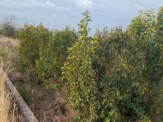 LA DAYA (POLIGONO 8). Parcela 3