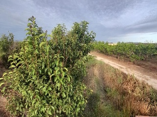 LA DAYA (POLIGONO 8). Parcela 6