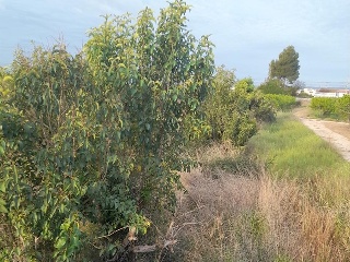 LA DAYA (POLIGONO 8). Parcela 7