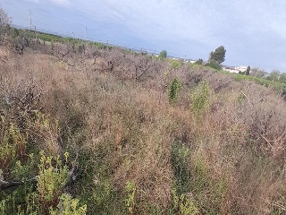 LA DAYA (POLIGONO 8). Parcela 8