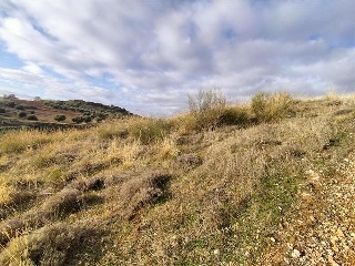 GUINDALERA, POLIGONO 9 PARCELA 5119 6