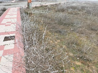 ALMARZA 9