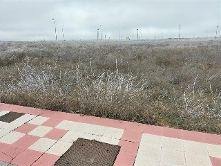 ALMARZA 12