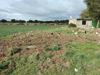 VICOLOZANO 4