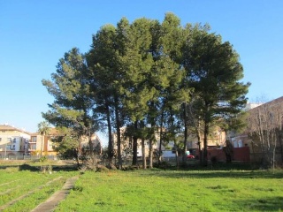 PARAJE CHORFI 5