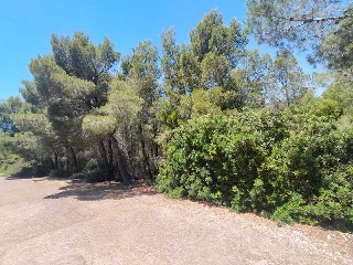 EL PINAR 2