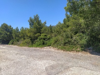 EL PINAR 3