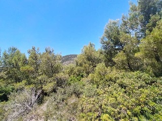 EL PINAR 4