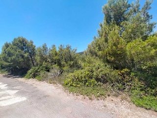 EL PINAR 5