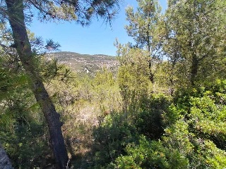 EL PINAR 6