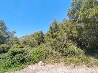 EL PINAR 7