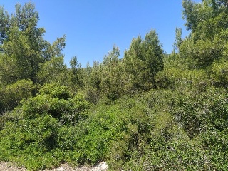EL PINAR 8