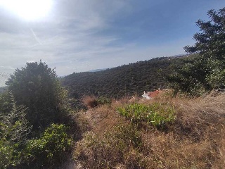 PUIG DE BASSEGODA 8