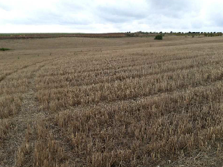 PARCELA 25, POLIGONO 11 SITIO DE TOMILLAR 5
