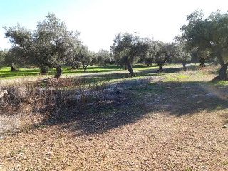 MAS DE CAQUE, POLIGONO 1, PARCELA 2