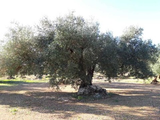 MAS DE CAQUE, POLIGONO 1, PARCELA 3