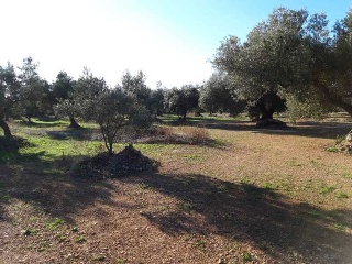 MAS DE CAQUE, POLIGONO 1, PARCELA 4