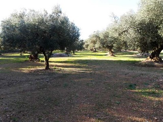 MAS DE CAQUE, POLIGONO 1, PARCELA 5