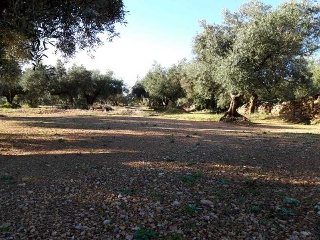 MAS DE CAQUE, POLIGONO 1, PARCELA 7