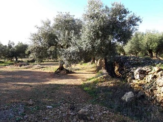 MAS DE CAQUE, POLIGONO 1, PARCELA 8