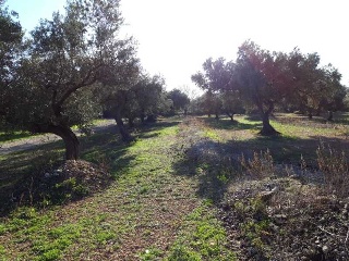 MAS DE CAQUE, POLIGONO 1, PARCELA 9