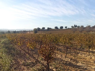 GUARRACH PARCELA 63-112 5