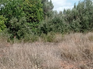 POL-35 PARCELA 367. Serra (Valencia) 6