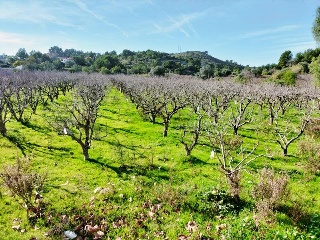 1, PARTIDA GARROFERA (LA RIBERA ALTA), PARCELA 10