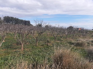 1, PARTIDA GARROFERA (LA RIBERA ALTA), PARCELA 15