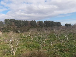 1, PARTIDA GARROFERA (LA RIBERA ALTA), PARCELA 20