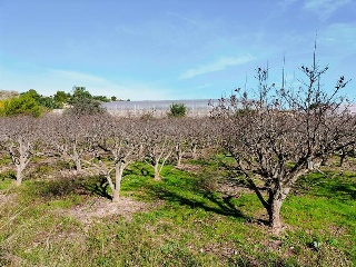 1, PARTIDA GARROFERA (LA RIBERA ALTA), PARCELA 23