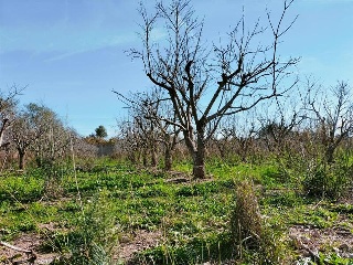 1, PARTIDA GARROFERA (LA RIBERA ALTA), PARCELA 24