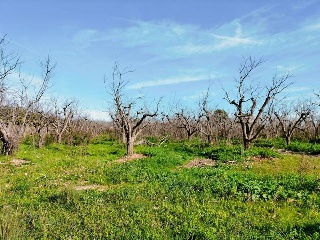 1, PARTIDA GARROFERA (LA RIBERA ALTA), PARCELA 26