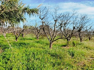 1, PARTIDA GARROFERA (LA RIBERA ALTA), PARCELA 31
