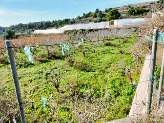 1, PARTIDA GARROFERA (LA RIBERA ALTA), PARCELA 33