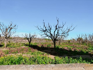 1, PARTIDA GARROFERA (LA RIBERA ALTA), PARCELA 34