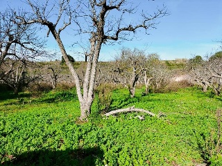 1, PARTIDA GARROFERA (LA RIBERA ALTA), PARCELA 35