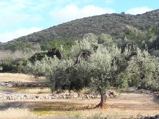 CASTELL DE POLPIS POL 9 PARC 7 Y 9. POL 8 PARC 11 10
