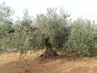 CASTELL DE POLPIS POL 9 PARC 7 Y 9. POL 8 PARC 11 11