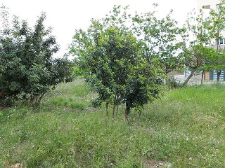ESTACIO, PARAJE COLOMER 5