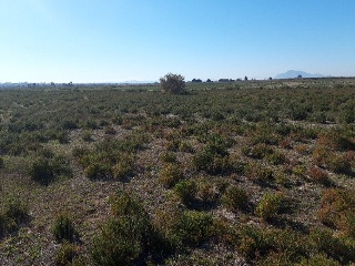 CARRIZALES, POLÍGONO 56, PARCELA 11